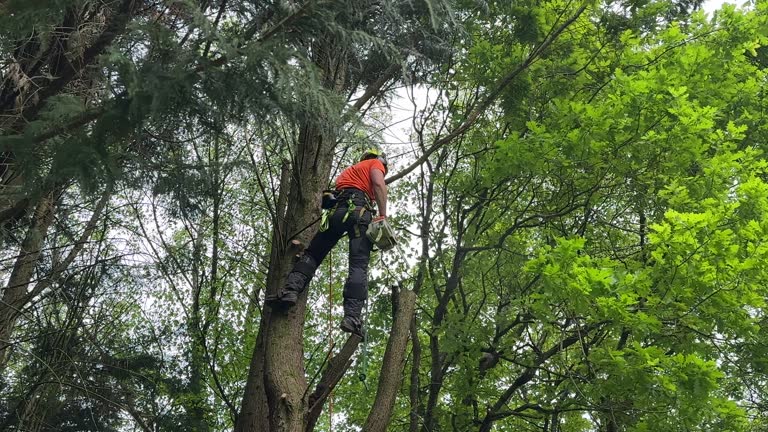 Best Palm Tree Trimming  in Raynham Center, MA